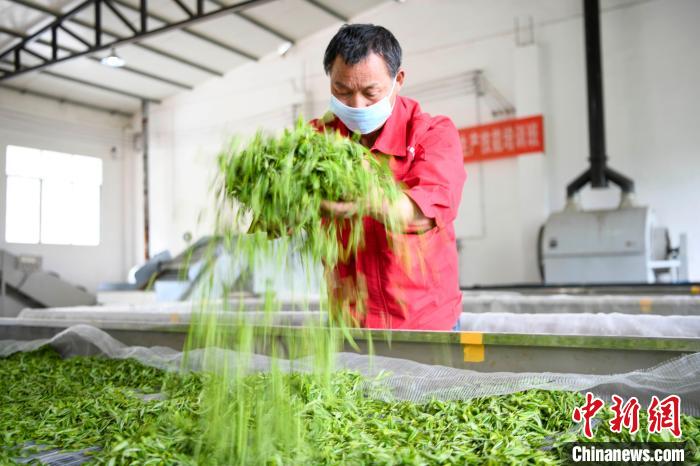 村民將茶葉攤青晾干。　楊華峰 攝