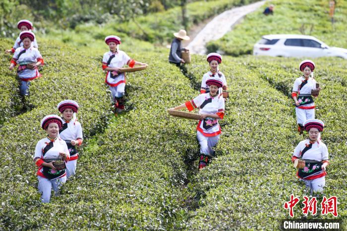白族村民走進(jìn)茶園采摘?！钊A峰 攝