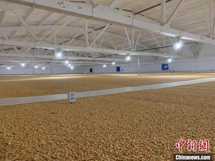 倉內(nèi)清涼干爽、遍地金黃，上千平方米的糧食盡收眼底。　王惠琳 攝