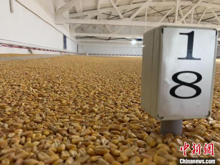 數(shù)千噸的小麥、玉米如同一塊塊被“切平”的巨型蛋糕“鑲嵌”在地面上?！⊥趸萘?攝