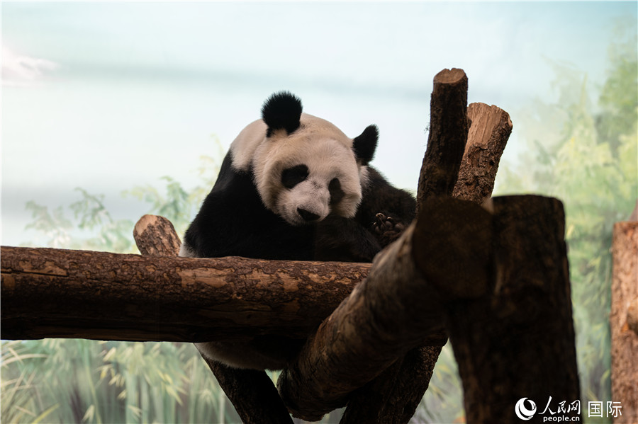無比可愛的大熊貓“丁丁”。人民網(wǎng)記者 翁奇羽攝
