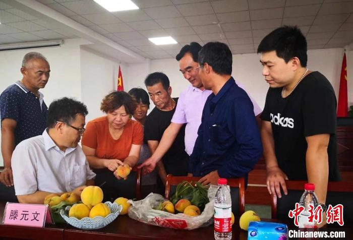 民進(jìn)浙江省委會(huì)為三里橋黃桃種植戶(hù)送技術(shù)、送指導(dǎo)。　嘉善統(tǒng)戰(zhàn) 供圖