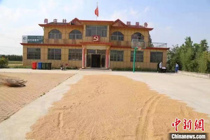 農(nóng)民在邳莊鎮(zhèn)尚莊村黨群服務中心大院里曬糧。　賈萌 攝