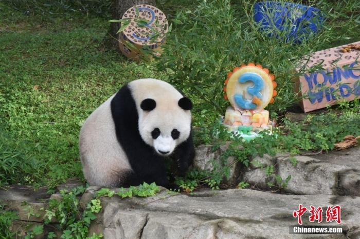 當(dāng)?shù)貢r(shí)間8月21日，旅美大熊貓幼崽“小奇跡”迎來(lái)3周歲生日。華盛頓國(guó)家動(dòng)物園給“小奇跡”舉辦了“生日派對(duì)”，眾多游客前來(lái)給“小奇跡”慶生。<a target='_blank' href='/'><p  align=