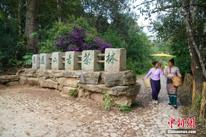 普洱景邁山古茶林文化景觀位于中國(guó)云南省普洱市瀾滄拉祜族自治縣惠民鎮(zhèn)。<a target='_blank' href='/' _fcksavedurl='/'><p  align=