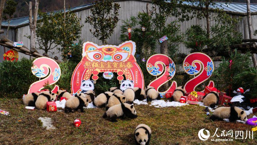 熊貓寶寶賀新春、迎冬奧。李傳有攝