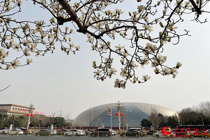 長安街畔玉蘭綻放。人民網(wǎng) 尹星云攝