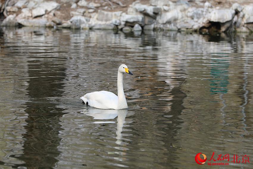 北京動物園水禽湖上，水鳥游弋其中，傳遞春的消息。人民網(wǎng) 尹星云攝