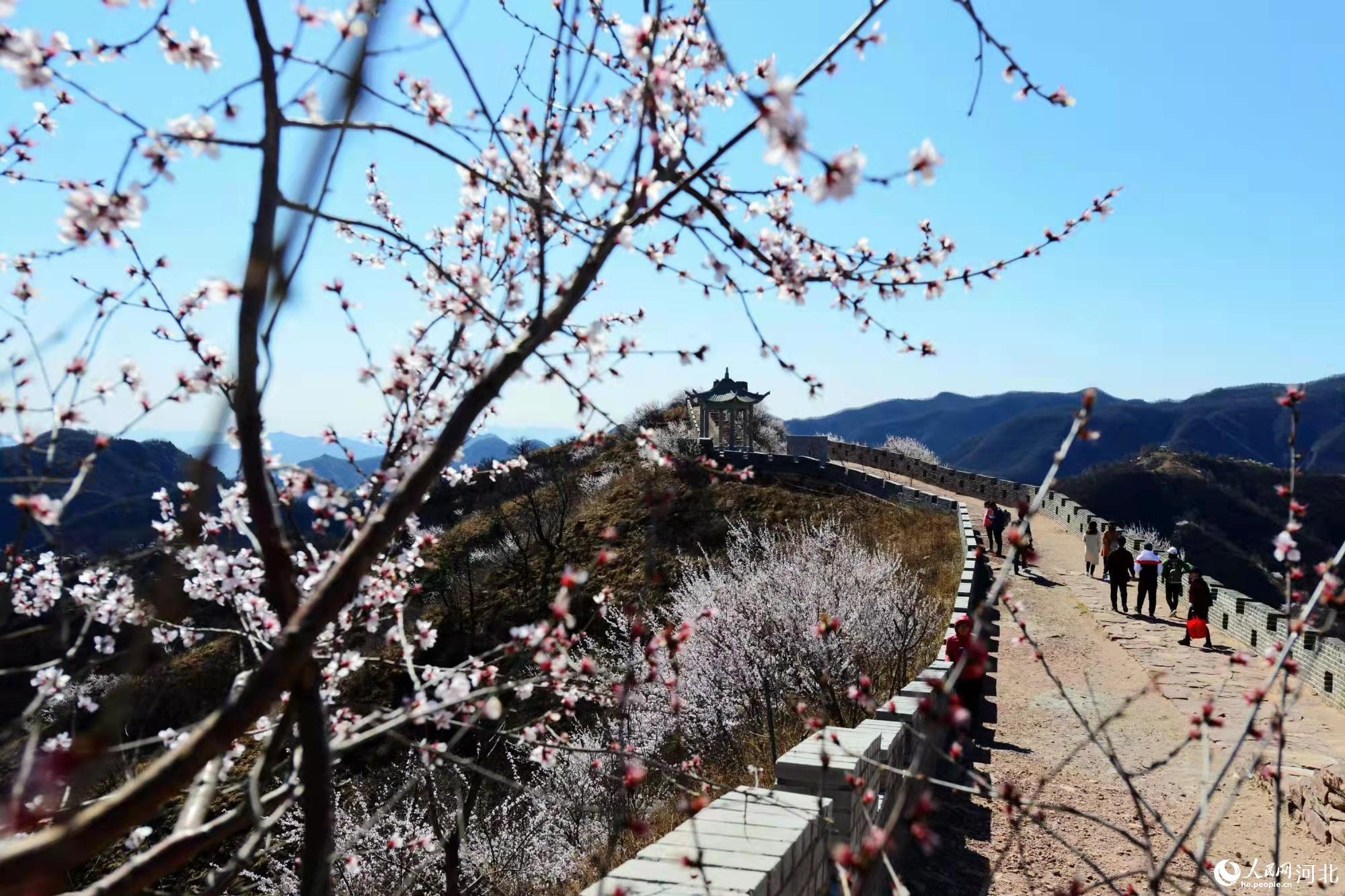 邢臺(tái)九龍峽景區(qū)鮮花盛開(kāi)。 馬健攝