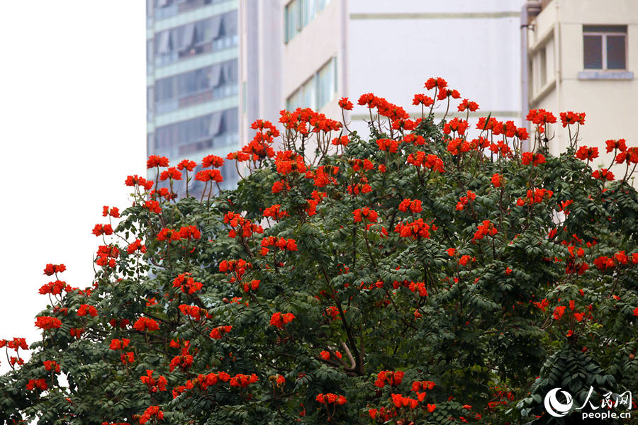 廈門(mén)市金榜公園旁的火焰木滿樹(shù)繁花。人民網(wǎng) 陳博攝