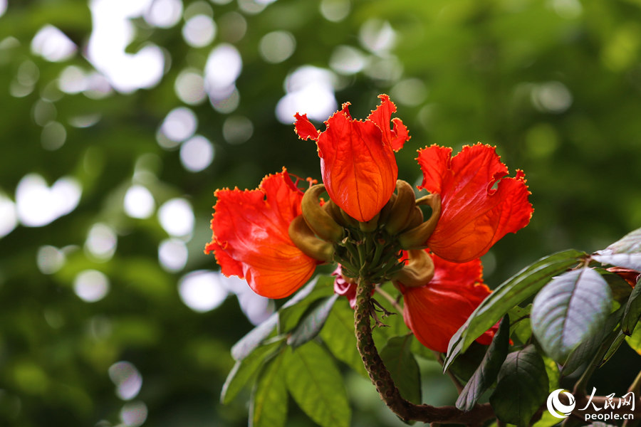 火焰木花冠呈鐘形。人民網(wǎng) 陳博攝