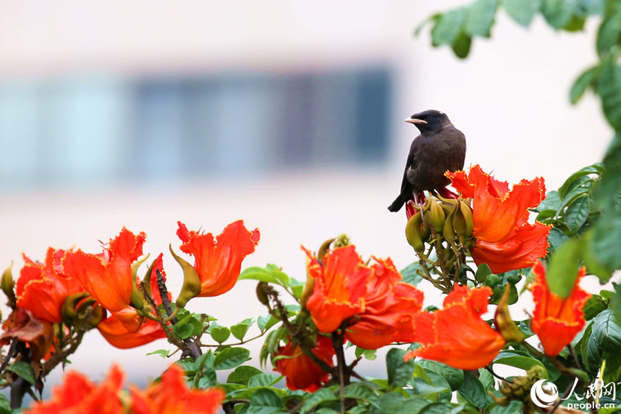 一只小鳥(niǎo)在火焰木花朵間眺望。人民網(wǎng) 陳博攝