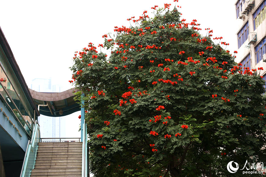 廈門(mén)市金榜公園BRT站旁的火焰木。人民網(wǎng) 陳博攝