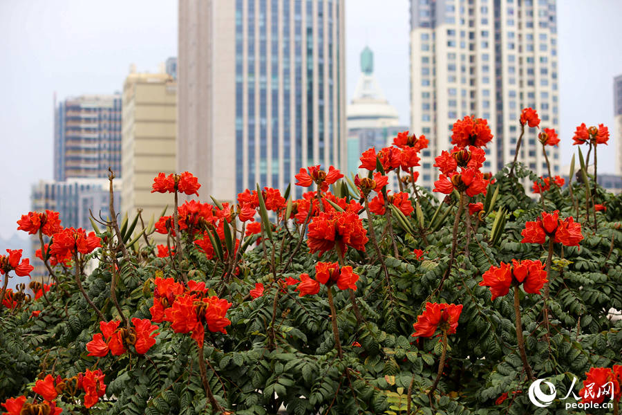 火焰木花朵在樹(shù)頂連片盛開(kāi)。人民網(wǎng) 陳博攝