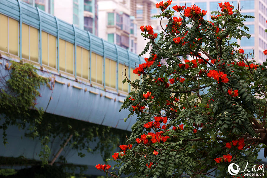 火焰木樹(shù)高10米以上，高度與BRT高架橋相當(dāng)。人民網(wǎng) 陳博攝