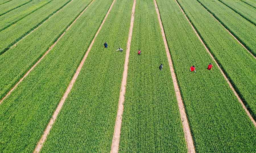 山東省鄒平市蔡家村高標(biāo)準(zhǔn)農(nóng)田，農(nóng)民在進(jìn)行去雜作業(yè)。