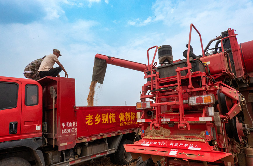 魯山縣組織多種形式的志愿隊(duì)伍，幫助困難群眾解決夏收夏種難題。葉全花攝