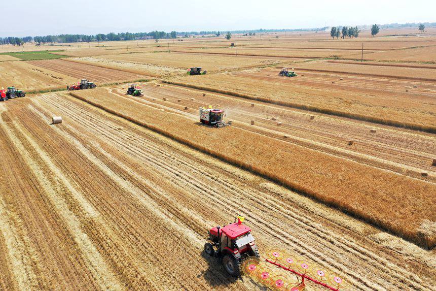 收割現(xiàn)場(chǎng)。吳波攝