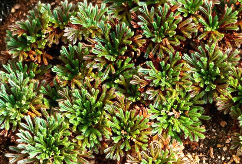 彩虹卷柏的葉片呈彩虹色。袁浪興供圖