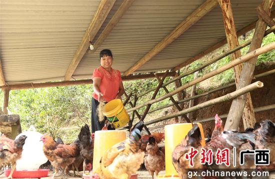 7月4日，在廣西柳州市融安縣大坡鄉(xiāng)崗偉村，脫貧戶藍遠仙在給“大坡飛雞”喂食。覃慶和 攝