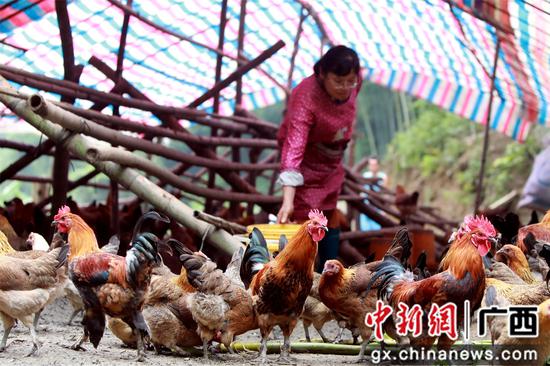 肖益群正在飼養(yǎng)土雞。