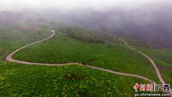 廣西柳州市融安縣大良鎮(zhèn)古蘭村的金桔產(chǎn)業(yè)道路。譚凱興 攝