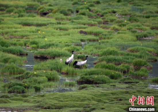 圖為祁連山國(guó)家公園青海片區(qū)內(nèi)的黑頸鶴。　祁連山國(guó)家公園青海省管理局供圖 攝