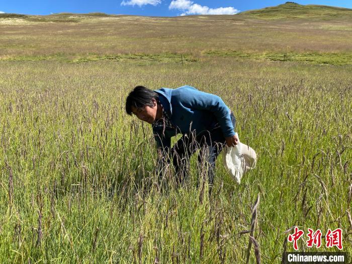 圖為多智正在自家牧場中撿垃圾。　李江寧 攝