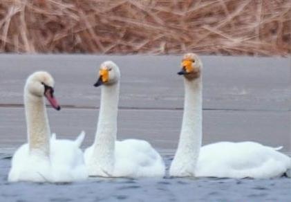 圖為疣鼻天鵝與大天鵝?！∏嗪?guó)家公園觀鳥(niǎo)協(xié)會(huì)供圖 攝
