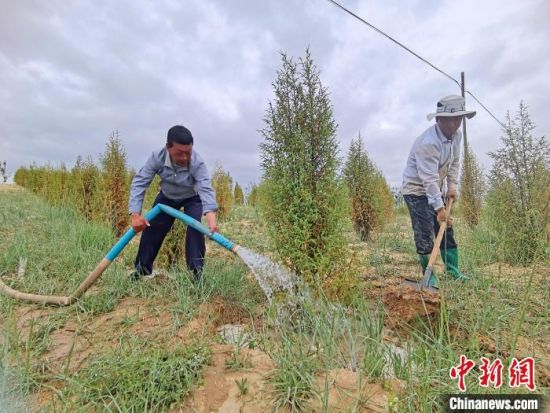 圖為扎西和村民給樹澆水?！∑钤鲚怼z