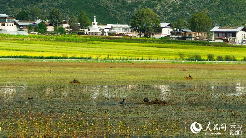 納帕海成為鳥類遷徙停留地。呂昊辰攝