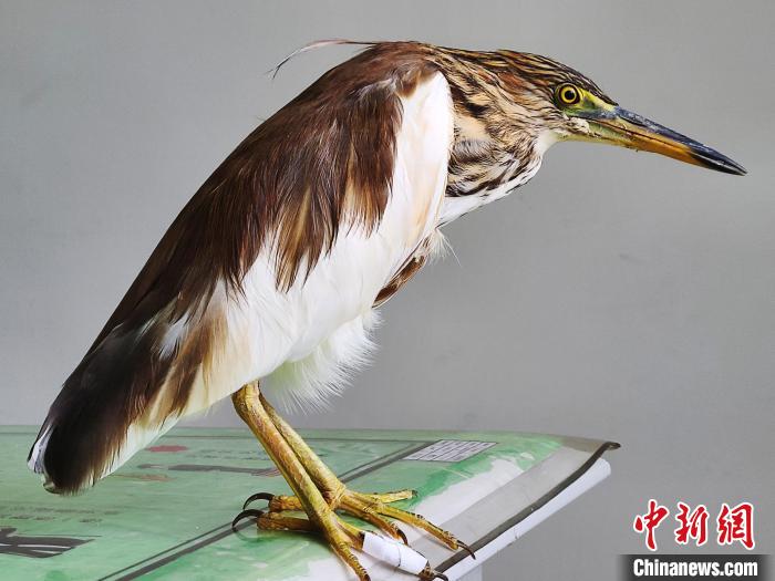圖為被救助的國家一級重點保護動物池鷺?！×鴿商?攝
