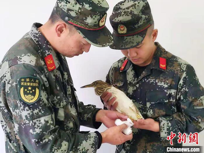 圖為武警官兵正在為國家一級重點保護動物池鷺包扎?！×鴿商?攝