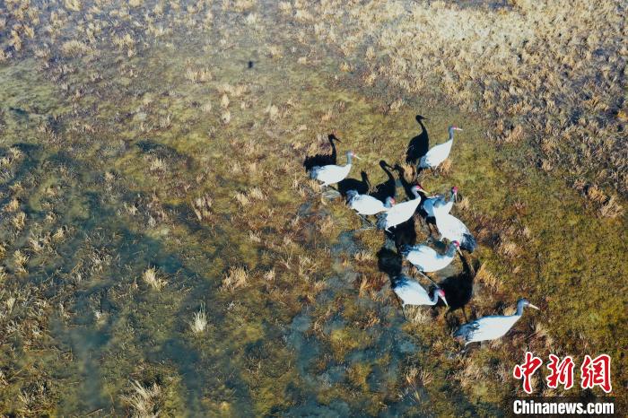 圖為黑頸鶴群在濕地中曬太陽(yáng)?！】姥?攝