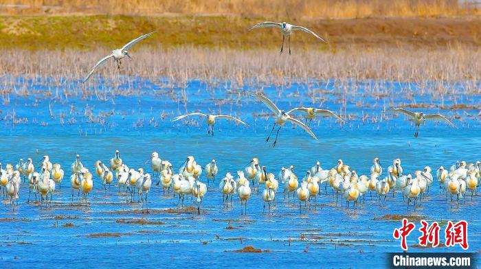 沿海濕地，鳥類天堂。　鹽城市委宣傳部供圖