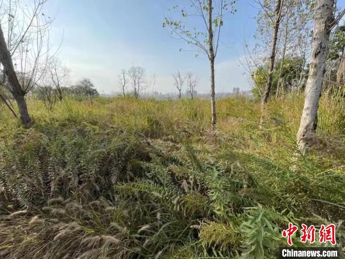 發(fā)現(xiàn)的加拿大一枝黃花?！畈?攝