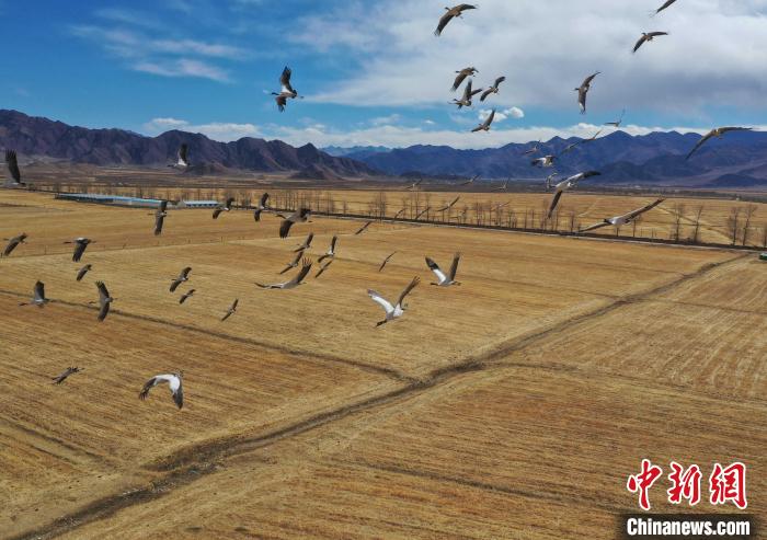 圖為黑頸鶴在拉薩市林周縣境內(nèi)飛翔?！∝暩聛硭?攝