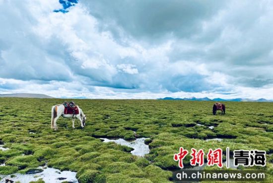 圖為長江南源沼澤濕地。李江寧攝