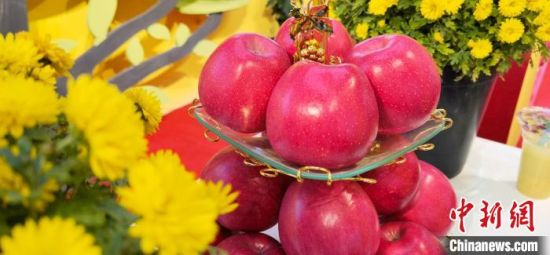 2021年10月15日，中國(guó)蘋果首屆產(chǎn)銷峰會(huì)暨甘肅平?jīng)龉焚Q(mào)易大會(huì)在平?jīng)鍪徐o寧縣開(kāi)幕。(資料圖) 魏建軍 攝