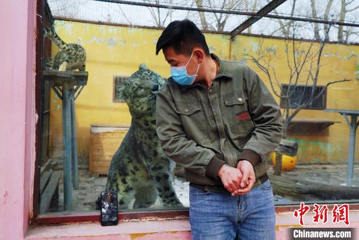 圖為雪豹“奶爸”史壽軍直播休息時(shí)與雪豹互動(dòng)。　馬銘言 攝