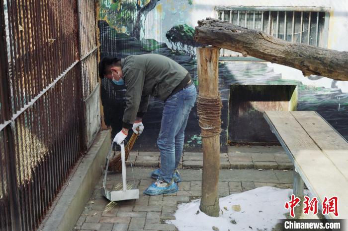 圖為雪豹“奶爸”史壽軍正在打掃豹館衛(wèi)生?！●R銘言 攝