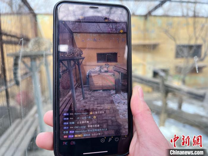 圖為雪豹“奶爸”史壽軍正在直播?！●R銘言 攝