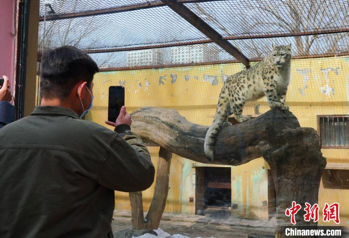 圖為雪豹“奶爸”史壽軍正在直播?！●R銘言 攝