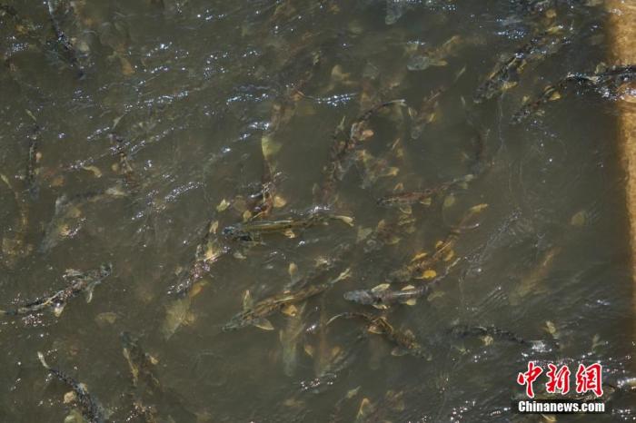 資料圖：圖為今年5月底到8月初，青海湟魚(yú)洄游產(chǎn)卵 馬銘言攝