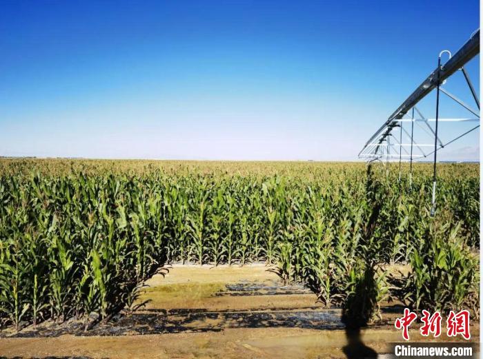 青?！凹Z改飼”項(xiàng)目收儲(chǔ)飼草44萬余噸