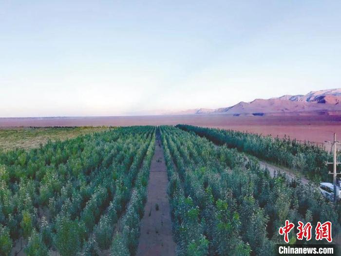 圖為格爾木境內(nèi)種植的綠樹?！「駹柲救诿襟w中心供圖