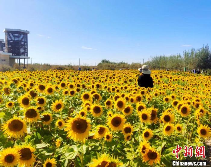 圖為格爾木境內(nèi)的向日葵花海?！「駹柲救诿襟w中心供圖