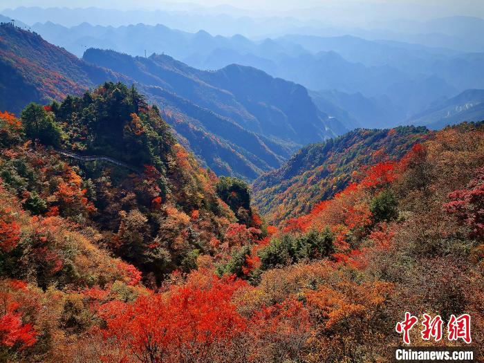 巴山大峽谷漫天紅葉?！埰?攝