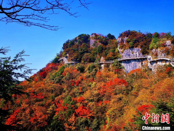 巴山大峽谷漫天紅葉?！埰?攝