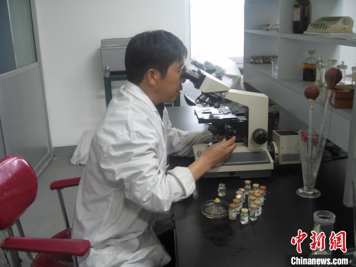 資料圖為研究團隊進行實驗室寄生蟲分類鑒定?！?青海省畜牧獸醫(yī)科學(xué)院供圖
